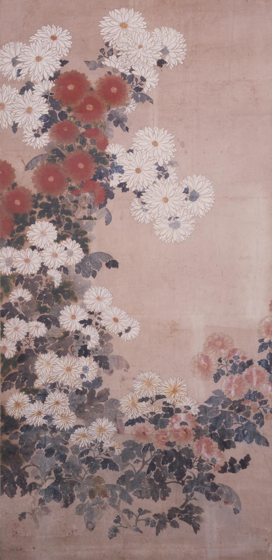 Chrysanthemums