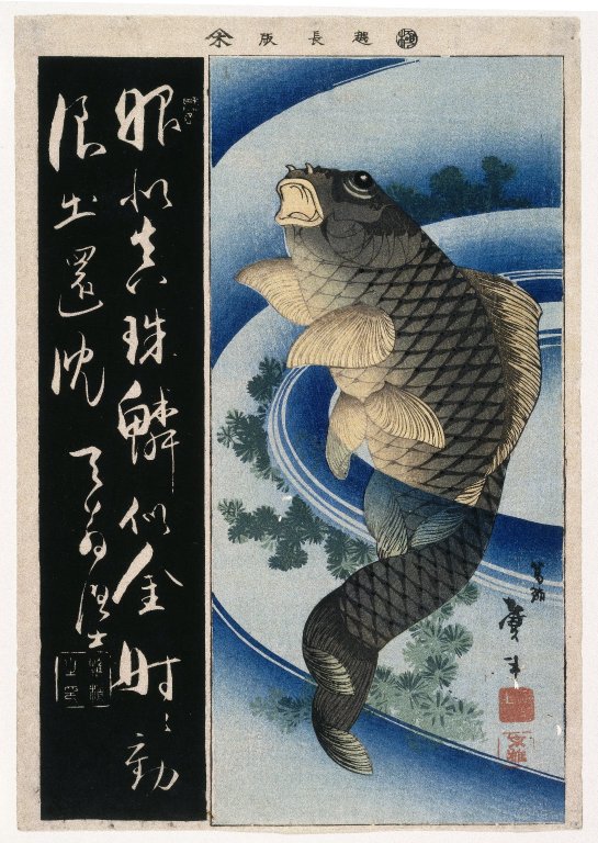 The Carp
