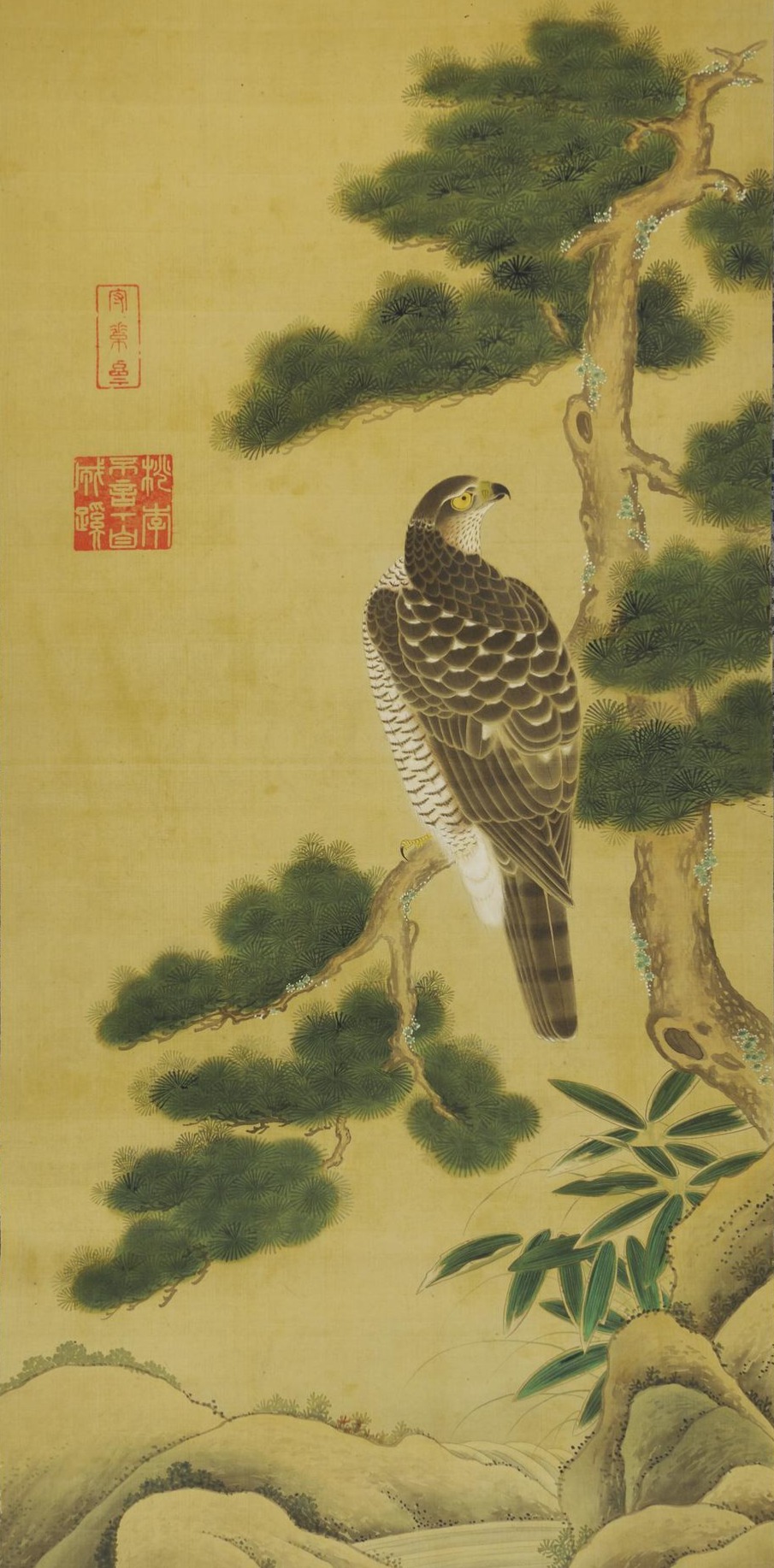 Hawk in a pine tree.