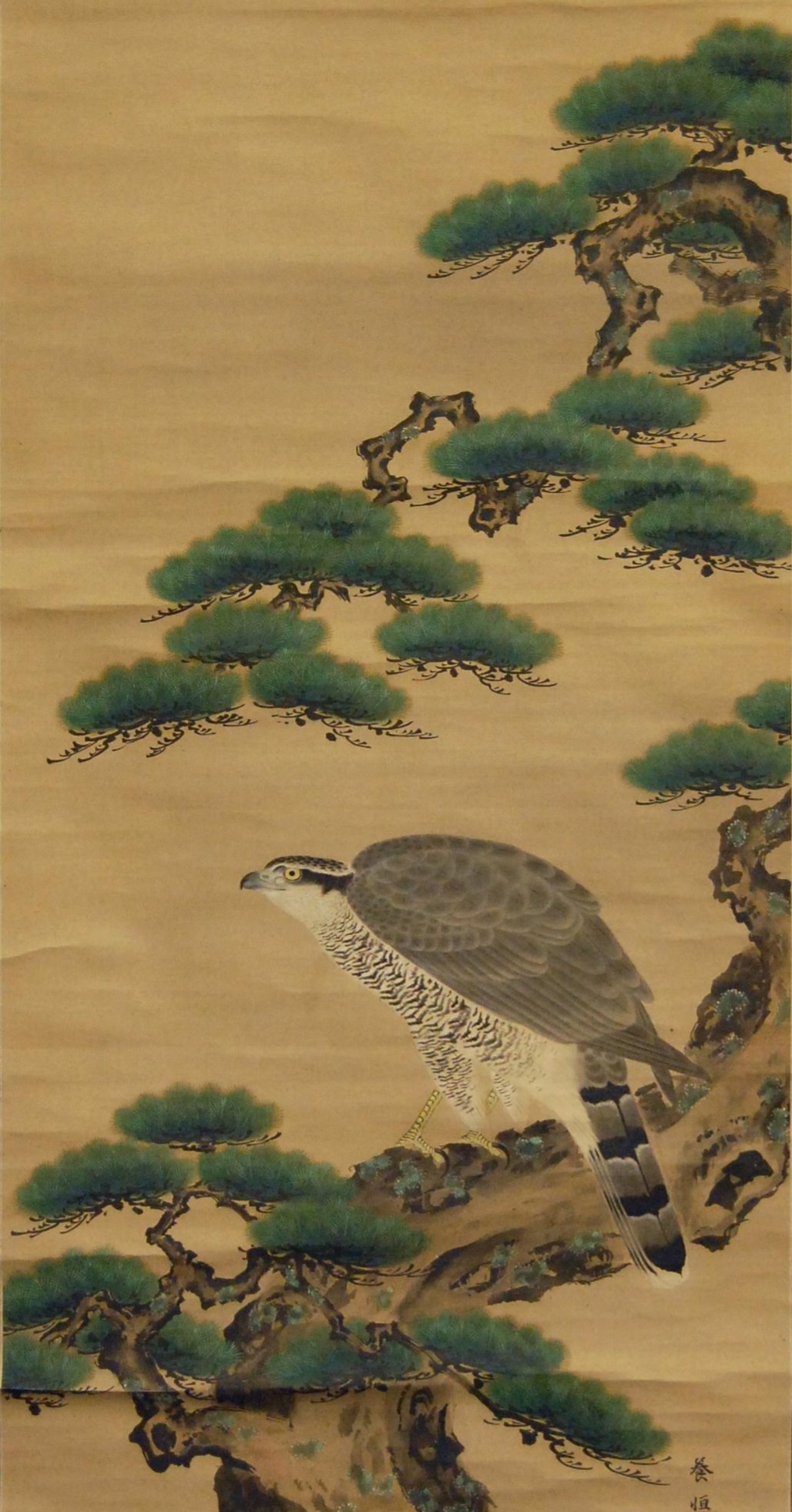 Hawk and pine tree.